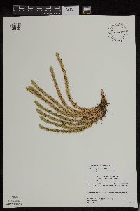 Huperzia x josephbeitelii image