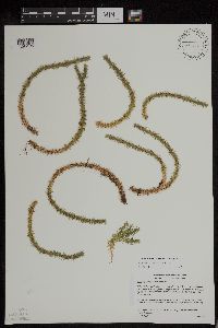 Huperzia x josephbeitelii image