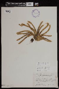 Huperzia x josephbeitelii image
