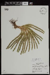 Huperzia x josephbeitelii image