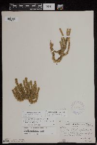 Huperzia x josephbeitelii image