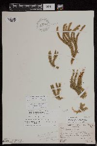 Huperzia x josephbeitelii image