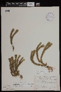 Thumbnail image of current specimen