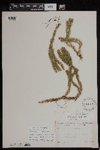 Thumbnail image of current specimen