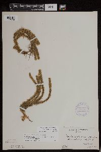 Thumbnail image of current specimen