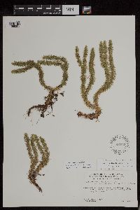 Thumbnail image of current specimen