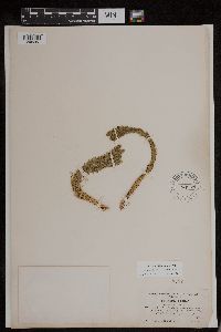 Huperzia selago image