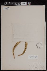 Huperzia selago image