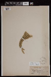 Huperzia selago image