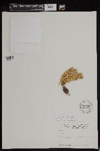 Huperzia selago image