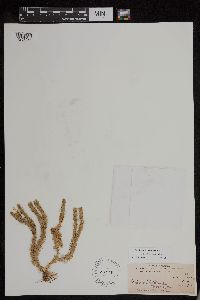 Huperzia selago image