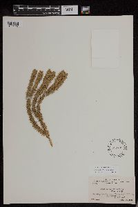 Huperzia selago image