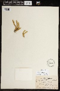 Thumbnail image of current specimen