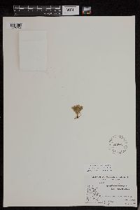 Huperzia selago image