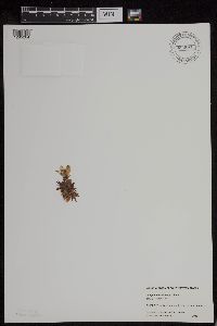 Media resource of Campanula lasiocarpa