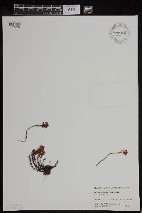 Luetkea pectinata image