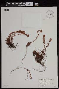 Luetkea pectinata image