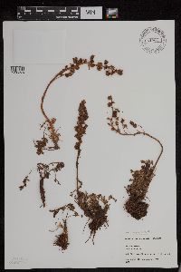 Artemisia norvegica image