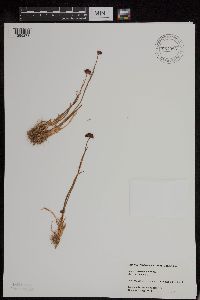 Juncus mertensianus image