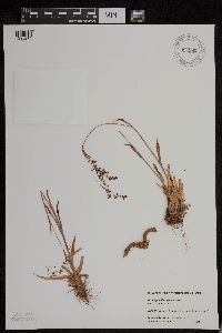 Image of Luzula parviflora