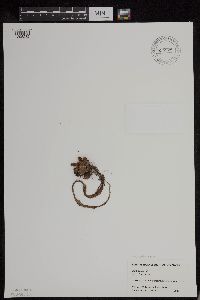 Media resource of Micranthes nivalis