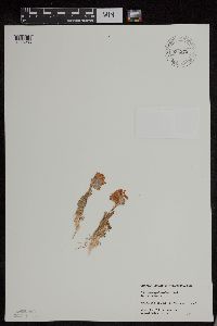 Polemonium pulcherrimum image