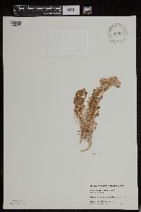 Polemonium pulcherrimum image