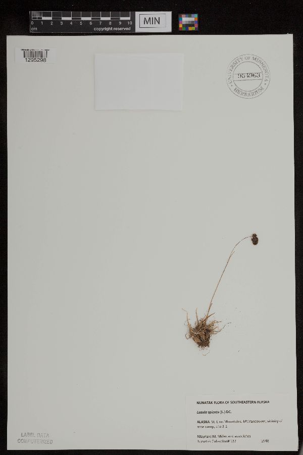 Luzula spicata image