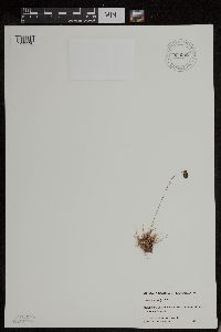 Media resource of Luzula spicata