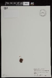 Saxifraga bronchialis image