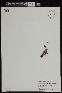Saxifraga bronchialis image