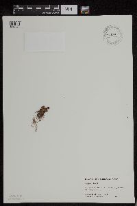 Micranthes nivalis image