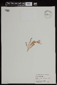 Polemonium pulcherrimum image