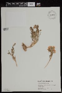 Polemonium pulcherrimum image