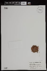 Saxifraga cespitosa image