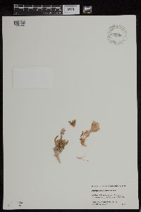 Polemonium pulcherrimum image