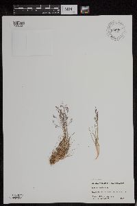 Media resource of Agrostis mertensii