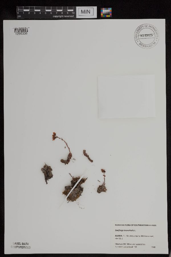 Saxifraga bronchialis image