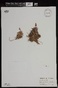 Campanula lasiocarpa image