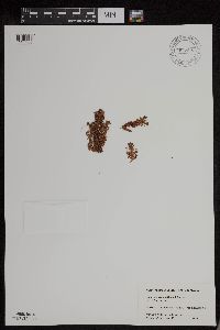 Luetkea pectinata image