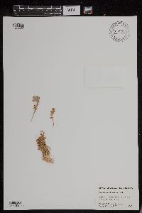 Polemonium pulcherrimum image