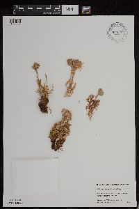 Polemonium pulcherrimum image