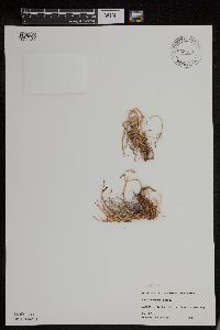 Carex podocarpa image