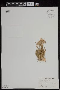 Polemonium pulcherrimum image