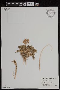 Polemonium pulcherrimum image