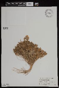 Polemonium pulcherrimum image