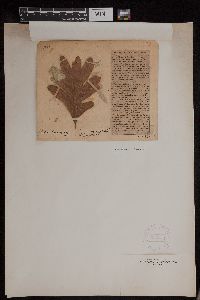 Quercus alba image