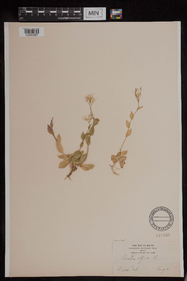 Arabis alpina image