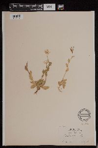 Media resource of Arabis alpina