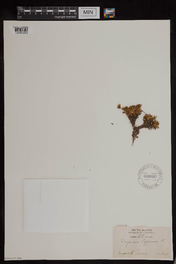 Diapensia lapponica image